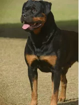 Rottweiler Filhotes Com (60 Dias)frete Gratis