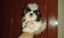 Shitzu Cachorrita Hermosa Shih Tzu Mini Pura 350 Garantizada