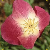 30 Semillas De Flor Amapola De California Purpura Brillante