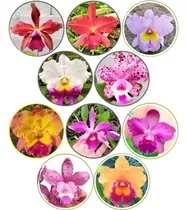 Kit 10 Orquídeas Cattleyas Adultas Com Avarias + 10 Brindes