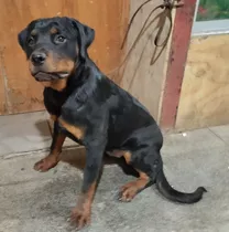 Cachorro Rottweiler Inscrito