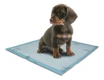  Tapetes Entrenamiento Absorbentes Para Mascota 60 Und