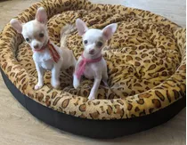 Bellos Cachorros  Chihuahua Mini Toy Puros 450 Blancos Beige