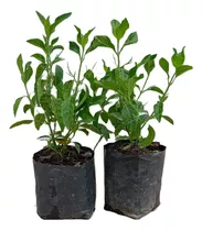 2 Plantas Muicle O Muitle + 2 Plantas De Insulina De 30cm