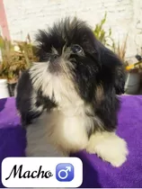 Hermosos Cachorritos Shihtzu (macho Y Hembras)