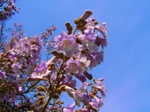 50 Semillas De Kiri Paulownia Tomentosa Alta Germinación