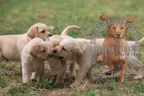 Cachorras Labrador D Campo, Puras, Robustas, Fuertes, Sanas