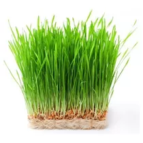 Cat Grass | Pasto Para Gatos | Único Mix De Cereales |