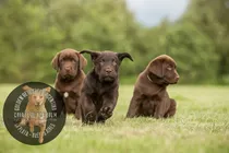 Cachorros Labrador Vacunados Y Desparasitados + Libreta
