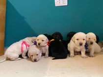 Cachorros Labrador 100% Puros 