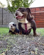 Cachorros Bulldog Inglés