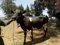 Ganado Lechero Y Para Carne En Varias Razas Y F1 