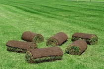 1.5 Kg Semilla De Pasto Festuca Arundinacea, Festuca Alta