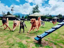 Guardería Colegio Etología Y Psicología Canina El Parque 