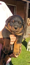 Cachorros Rotweiller