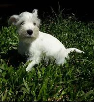 Schnauzer Machinho Branco