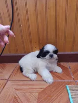 Shihtzu Hembras Hermosas