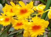 Dendrobium Chrysotoxum Aureum