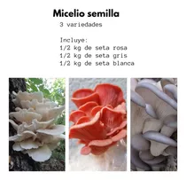 Micelio Semilla 3 Setas (3 Bolsas De 500 Gramos Cada Una)