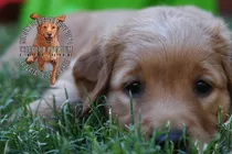 Golden Retriever Cachorros Puros - Aceptamos Tarjetas