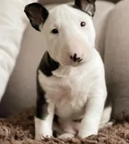 Bull Terrier 