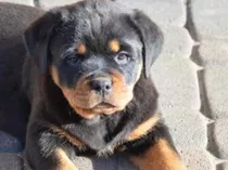 Rottweiler Cachorros Ark Excelentes