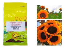 1000 Semillas De Girasol De Corte Soleado Max