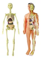 Modelo 3d De Anatomia Do Corpo Humano Para Crianças Em Plást