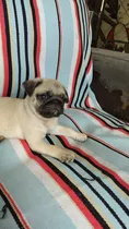 Pug Carlino Macho 