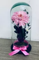 Gerbera Eterna 22 Cm Flor Preservada En Capelo Bala