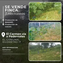 Vendo Finca De 3 Hectáreas Con Producción De Cacao Y Banano.