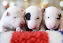 Bull Terrier 