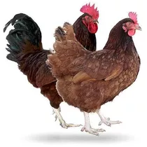 6 Huevos Fértil De Gallina Ponedora Rhode Island Red,  Black