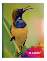 Libretas Una Linea Colibri Grapadas 100hojas 24x19cm Xdocena