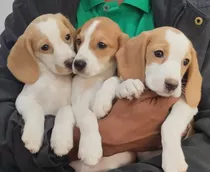 Cachorros Beagle Disponible Hembras Y Machos 