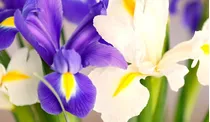 10 Bulbos Flor De Iris Holandica Oferta