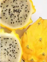 Pitahaya Amarilla Plántula De Laboratorio Para Sembrar