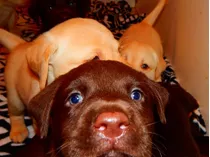 Cachorros Labradores Retrievers