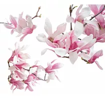 Árbol De Magnolia Japonesa Rosa + Regalo