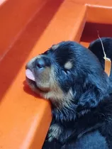 Hermosos Rottweiler Padres Inscritos