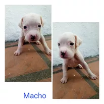 Cachorros Boxer 