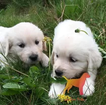 Golden Retriever Cachorros Pureza 100% Criadero Tribu