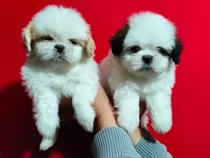 Cachorritos Shihtzu Puros Valor 350