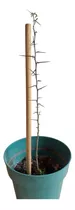 Árbol De La Santa Cruz (60 Cm)