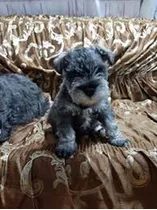 Schnauzer Sal Pimienta 200 Por C/u Son De Raza Pura 