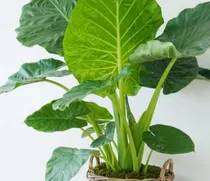 Plantas Alocasia Oreja De Elefante  Dif.alturas Hasta 1.70m