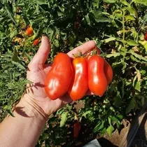Semillas De Tomate Pomodoro San Marzano Lungo 2