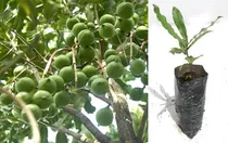 Planta De Macadamia Arboles Frutales Nueces Venta Ecuador