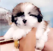 Shih Tzu Miniatura 350 Garantizado Hermoso  Shitzu Shihtzu