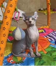 Gatitos Sin Pelo Sphynx Elfo, No Persa, No Bengali, No Angor